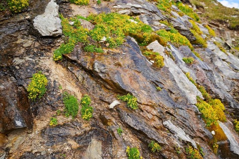 Yellow mountain saxifrage (Saxifraga aizoides) blooming in the mountains at Hochalpenstrasse,