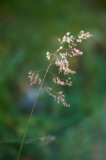 Tufted hairgrass (Deschampsia cespitosa) in the mountains at Hochalpenstrasse, Pinzgau, Salzburg,