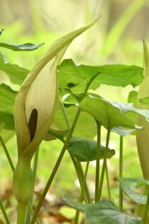 Leaves and flowers of the common arum (Arum maculatum) in the forest of the Hunsrueck-Hochwald