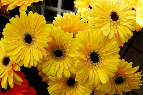 Bright yellow Gerber daisy flowers in close-up, radiating cheerfulness, flower sale, central