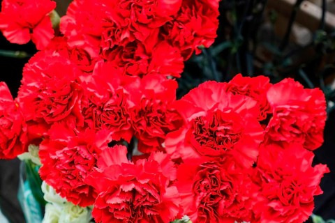 A group of bright red Carnations (Dianthus barbatus), in full bloom, flower sale, Central Station,