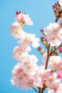 Japanese cherry (Prunus serrulata), also Oriental Cherry, East Asian Cherry or Grannen Cherry, twig