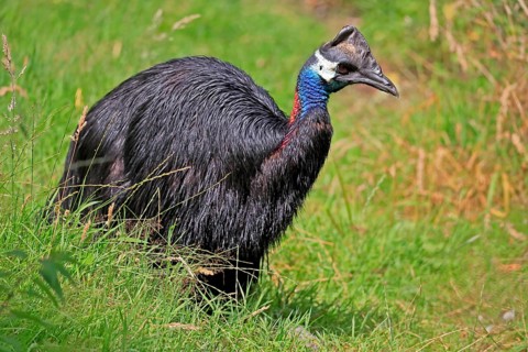 Dwarf cassowary (Casuarius bennetti), adult, running, captive, New Guinea