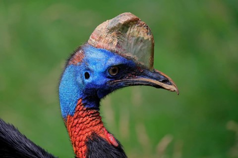 Northern cassowary (Casuarius unappendiculatus), adult, portrait, captive, Papua New Guinea,