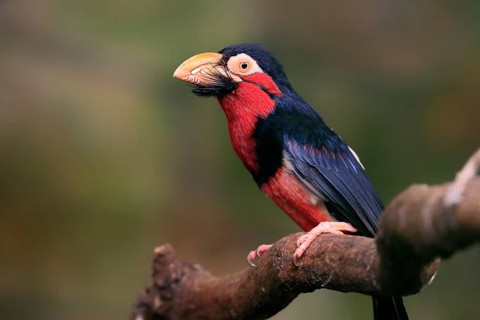 Bearded barbet, (Lybius dubius), adult, male, waiting, tree, captive