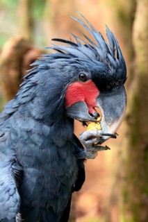 Palm cockatoo (Probosciger aterrimus), adult, portrait, feeding, feeding, captive, Australia,