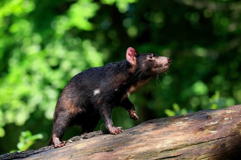 Tasmanian devil (Sarcophilus harrisii), adult, vigilant, on tree trunk, captive, Tasmania,