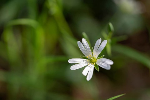 Greater stitchwort (Rabelera holostea), true stitchwort, flower in the light of the sun, Velbert,