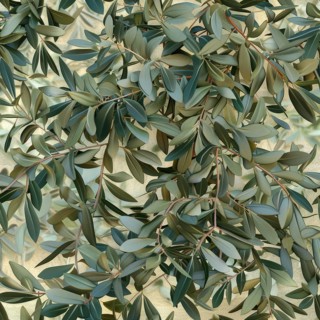 Seamless texture of olive tree branches and leaves AI generated