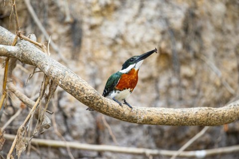 Green Kingfisher (Chloroceryle americana) Pantanal Brazil