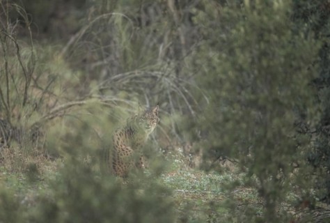 Pardell Lynx female, Iberian Lynx (Lynx pardinus), Extremadura, Castilla La Mancha, Spain, Europe