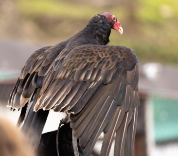 Turkey vulture (Cathartes aura), vulture