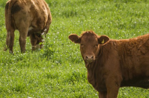Beautiful red angus calves grazing nutritious pasture, Cambara do sul, Rio Grande do sul, Brazil,