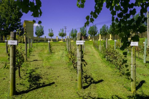 Bento Golcalves, Brasil, April 07, 2017: Luxury Winery, Vineyard of grapes in the Vale dos Vinhedos