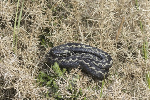European adder (Vipera berus) adult snake basking on a gorse bush, England, United Kingdom, Europe