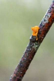 Yellow brain (Tremella mesenterica), sporocarp on a branch, Velbert, North Rhine-Westphalia,