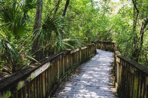Kirby Storter Roadside Park, Tamiami Trail East, Ochopee, Everglades, Florida, USA, North America