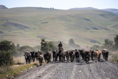 Riders driving a herd of cows on the road, Kyrgyzstan, Asia