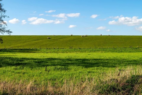 'Sheep on the dike to the Dollart, Pogum, municipality of Jemgum, district of Leer, Rheiderland,