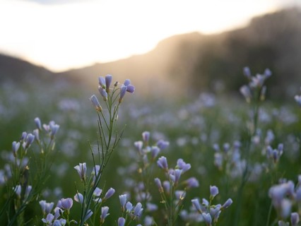 Meadowfoam (Cardamine pratense), Leoben, Styria, Austria, Europe