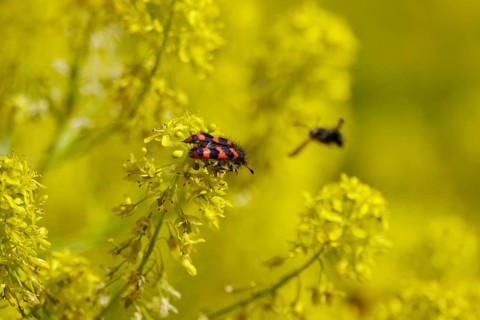 Shaggy bee beetle, spring, Germany, Europe