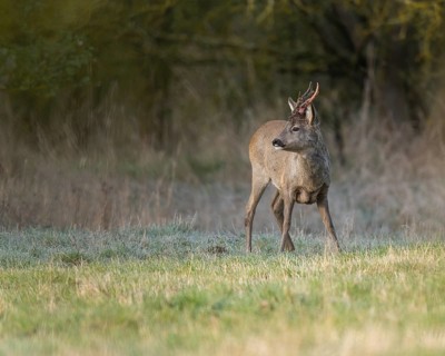 European roe deer (Capreolus capreolus), roebuck in winter coat, winter cover, one antler in the