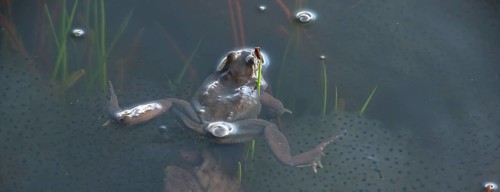 Common frog (Rana temporaria), amphibian of the year 2018, single frog swimming in a pond with