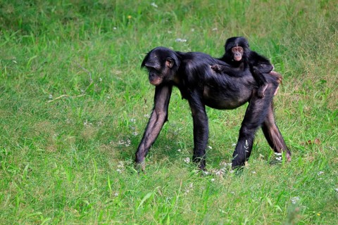 Bonobo, bonobo (Pan Paniscus), female, adult, young animal, foraging, Great ape, Primate,