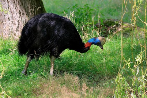 Northern cassowary (Casuarius unappendiculatus), adult, foraging, captive, Papua New Guinea,