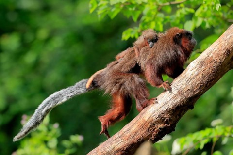 Coppery titi (Plecturocebus cupreus), adult, female, young animal, on mother's back, on tree,