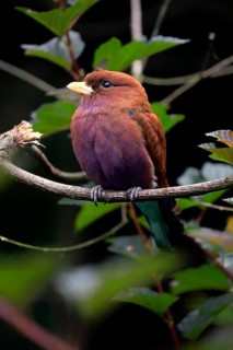 Broad-billed roller (Eurystomus glaucurus), adult, on tree, vigilant, captive