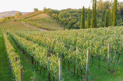Vineyard of grapes in the Vale dos Vinhedos in Bento Goncalves, a gaucho wine