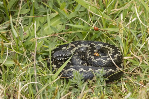 European adder (Vipera berus) adult snake basking in grassland with a ladybird walking on its body,