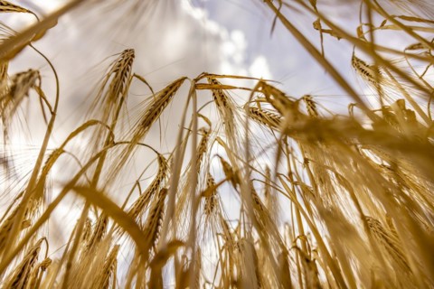Ripe, golden ears of barley in the foreground with brightly lit clouds in the background, Cologne,