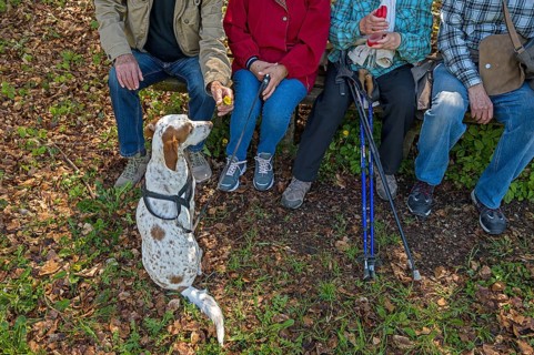 Four hikers take a break on a bench, their dog, a pointer, sits in front of it and waits, Bavaria,
