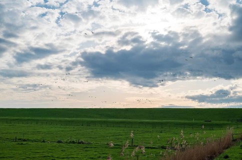 Landscape on the dyke to the Dollart, Pogum, municipality of Jemgum, district of Leer, Rheiderland,