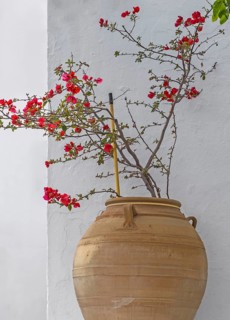 Chaenomeles japonica (Chaenomeles japonica) in an amphora in front of a white house wall, Lindos,