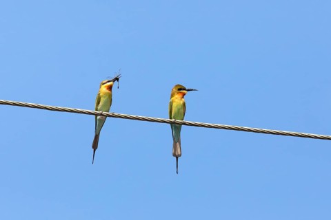 Blue-tailed bee-eater (Merops philippinus) against a blue sky, backwaters, Kumarakom, Kerala,