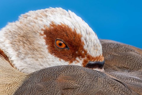 Egyptian geese (Alopochen aegyptiaca), head, portrait, eye, on the banks of the Main, Offenbach am