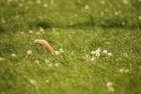 Fox (Vulpes vulpes) looking for fawns (Capreolus capreolus) in tall grass with faded common