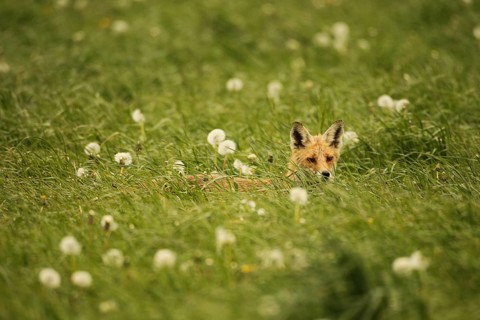 Fox (Vulpes vulpes) looking for fawns (Capreolus capreolus) in tall grass with faded common