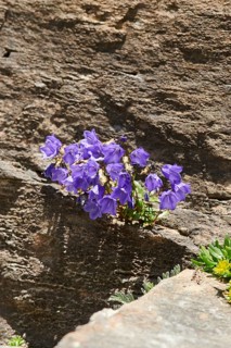 Earleaf bellflower (Campanula cochleariifolia) and Yellow mountain saxifrage (Saxifraga aizoides)