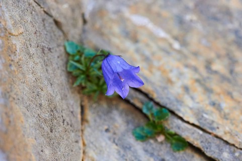 Earleaf bellflower (Campanula cochleariifolia) blooming in the mountains at Hochalpenstrasse,