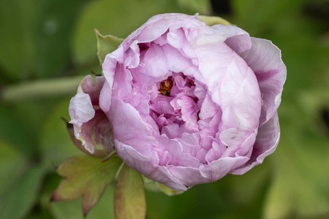 Tree peony (Paeonia suffruticosa), Weimar, Thuringia, Germany, Europe