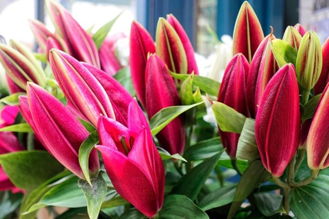 Bright red lily flowers (Lilium candidum) in close-up with green foliage, flower sale, central