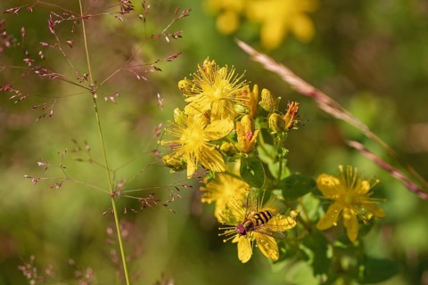 Hoverfly (Syrphid) perched on a yellow flowering St John's wort (Hypericum perforatum)