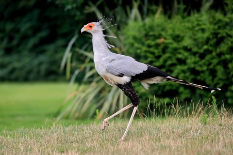 Secretary bird (Sagittarius serpentarius), adult, running, hunting, foraging, concentrated, captive