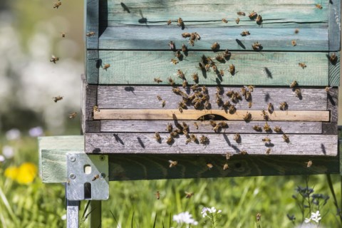 Beehive with flying bees, spring in the Swabian Alb, Weilheim an der Teck, Baden-Wuerttemberg,