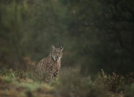 Pardell Lynx female, Iberian Lynx (Lynx pardinus), Extremadura, Castilla La Mancha, Spain, Europe