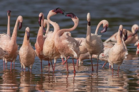 Lesser Flamingos (Phoeniconaias minor), Lake Ndutu, Ndutu Conservation Area, Tanzania, Africa